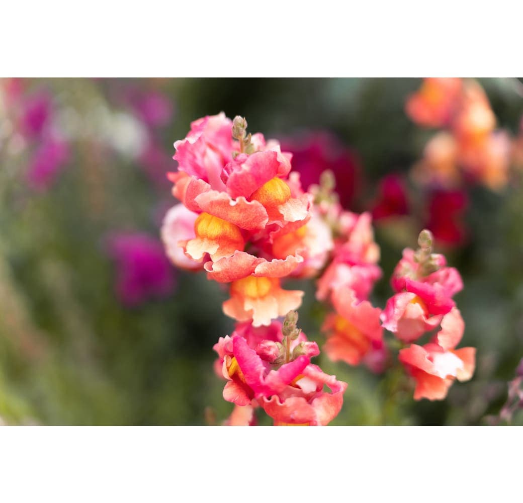 Schwarz Tamron 35-150mm f/2-2,8 Di III VXD Nikon Z.6